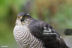 Attēlu rezultāti vaicājumam “Accipiter nisus female”