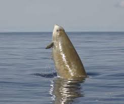 Image result for Hyperoodon ampullatus