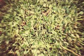 Attēlu rezultāti vaicājumam “Leonurus quinquelobatus flower”