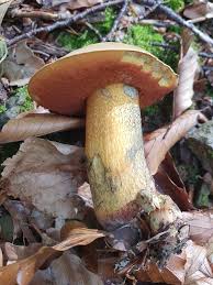 Attēlu rezultāti vaicājumam “Boletus luridus”