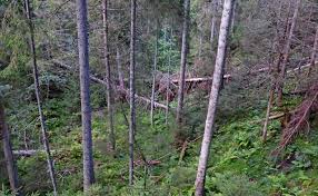 Attēlu rezultāti vaicājumam “Dianema nivale sessile”