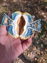 Attēlu rezultāti vaicājumam “Gyroporus cyanescens”