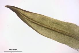 Attēlu rezultāti vaicājumam “Tortella inclinata”