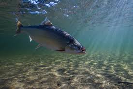 Image result for Salvelinus alpinus oquassa