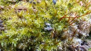 Attēlu rezultāti vaicājumam “Leptodictyum riparium”