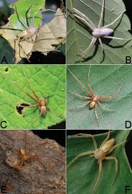 Attēlu rezultāti vaicājumam “Philodromidae”