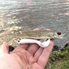 Image result for Sander canadensis/vitreus