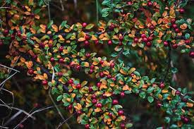 Attēlu rezultāti vaicājumam “Cotoneaster divaricatus fruit”