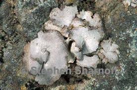 Attēlu rezultāti vaicājumam “Dermatocarpon miniatum”