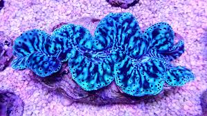 Image result for tridacna