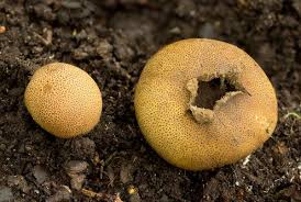 Attēlu rezultāti vaicājumam “Sclerophora pallida”