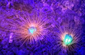 Attēlu rezultāti vaicājumam “Pachyphloeus melanoxanthus”