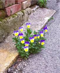 Attēlu rezultāti vaicājumam “Viola x williamsii”