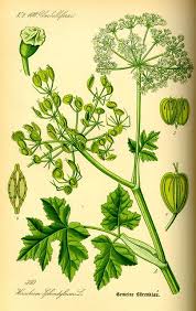 Attēlu rezultāti vaicājumam “Heracleum sphondylium subsp. sibiricum”