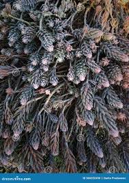 Attēlu rezultāti vaicājumam “Sedum hispanicum leaf”