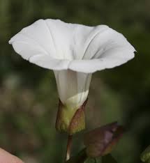 Attēlu rezultāti vaicājumam “Calystegia sepium fruit”