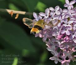 Attēlu rezultāti vaicājumam “Hemaris tityus”