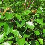 Attēlu rezultāti vaicājumam “Betula humilis fruit”