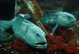 Image result for Anarhichas lupus