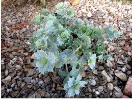 Attēlu rezultāti vaicājumam “Eryngium maritimum bud”