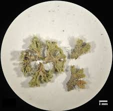 Attēlu rezultāti vaicājumam “Riccia glauca”