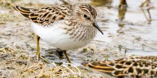 Image result for Calidris minutilla