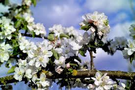 Attēlu rezultāti vaicājumam “Malus domestica flower”