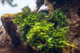 Attēlu rezultāti vaicājumam “Fissidens”