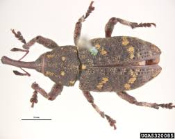 Attēlu rezultāti vaicājumam “Pissodes piniphilus”