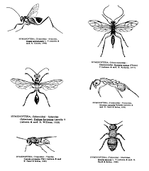Attēlu rezultāti vaicājumam “Hymenoptera”