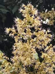 Image result for Litchi chinensis