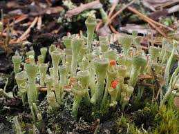 Attēlu rezultāti vaicājumam “Cladonia deformis”