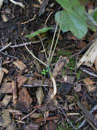 Attēlu rezultāti vaicājumam “Kalopanax septemlobus fruit”