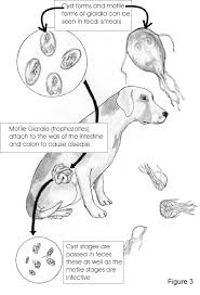 Image result for cestoda excrement dog