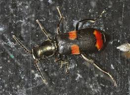 Attēlu rezultāti vaicājumam “Anthocomus fasciatus”