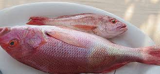 Image result for Lutjanus campechanus