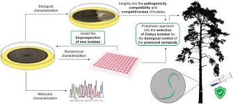 Attēlu rezultāti vaicājumam “Pylaisia polyantha sporophyte”
