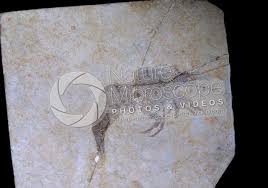 Attēlu rezultāti vaicājumam “Diderma crustaceum young”