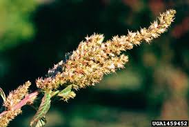 Attēlu rezultāti vaicājumam “Amaranthus retroflexus flower”