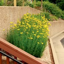 Image result for Coreopsis
