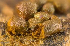 Attēlu rezultāti vaicājumam “Trichia alpina spores”