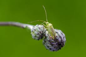 Attēlu rezultāti vaicājumam “Adelphocoris quadripunctatus”