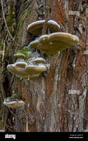 Attēlu rezultāti vaicājumam “Fomes fomentarius”