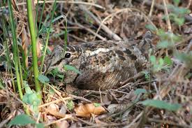 Attēlu rezultāti vaicājumam “Scolopax rusticola juvenile”