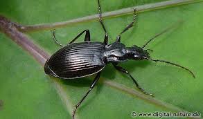 Attēlu rezultāti vaicājumam “Limodromus assimilis”