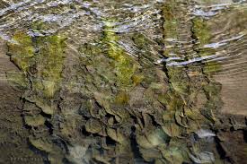 Attēlu rezultāti vaicājumam “Potamogeton perfoliatus flower”