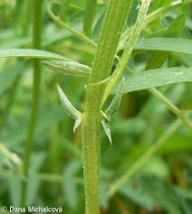 Attēlu rezultāti vaicājumam “Vicia cracca bud”
