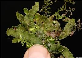 Attēlu rezultāti vaicājumam “Aneura pinguis”