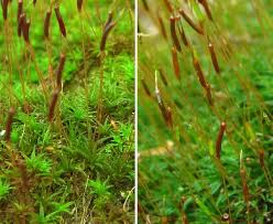 Attēlu rezultāti vaicājumam “Atrichum undulatum sporophyte”