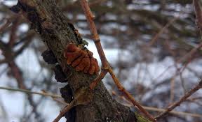 Attēlu rezultāti vaicājumam “Hypocreopsis lichenoides”